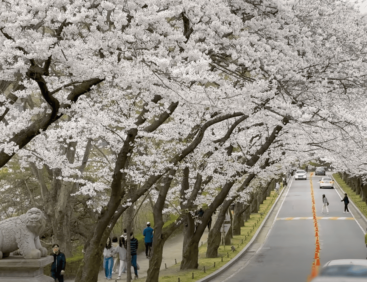 용인 가실 벚꽃길 & 호암미술관