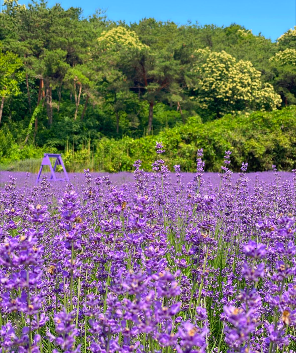 고창 청농원 라벤더 축제