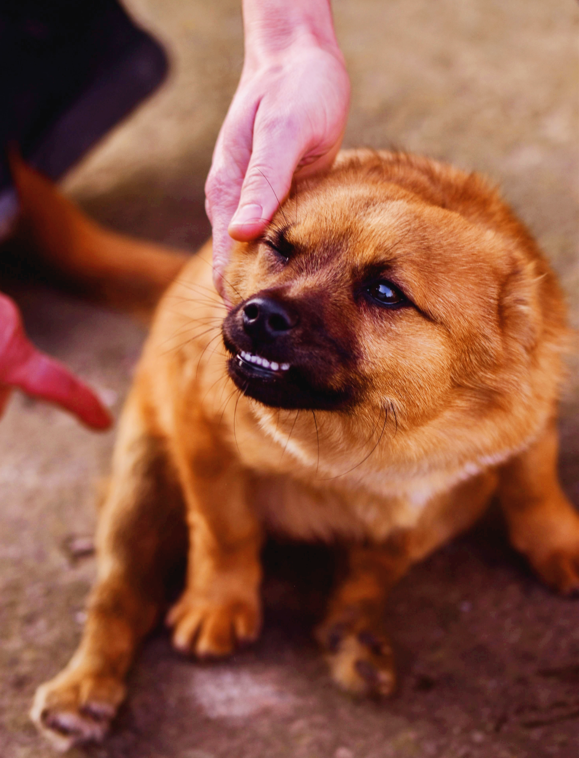 보호자와 반려동물이 함께 만드는 ‘예측 가능한 루틴’의 힘: 장기 안정 매뉴얼