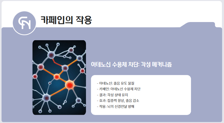 아데노신 수용체 차단