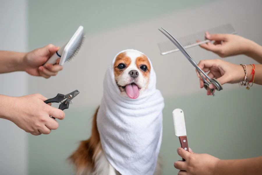애견미용자격증