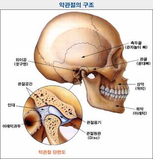 악관절의 구조