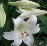 백합 꿈해몽 17가지