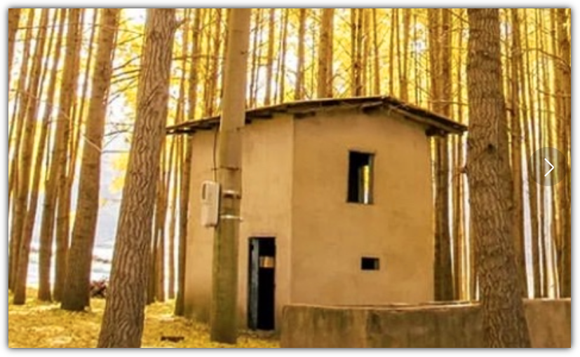 도리마을 은행나무숲 오두막