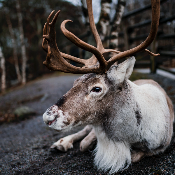 순록