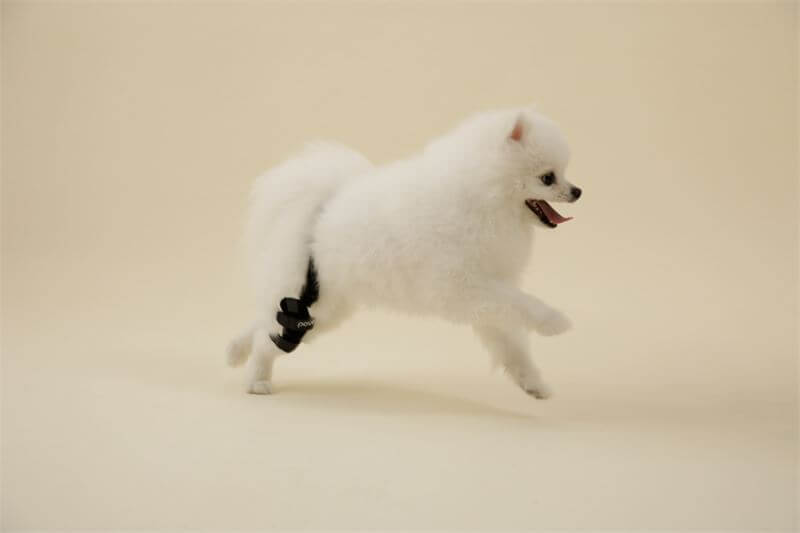 강아지 슬개골 탈구 증상&amp;#44; 수술비용&amp;#44; 예방