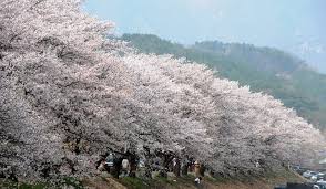 전라도 소양마을 벚꽃 명소 베스트 5 벚꽃시기 만개시기 드라이브 코스