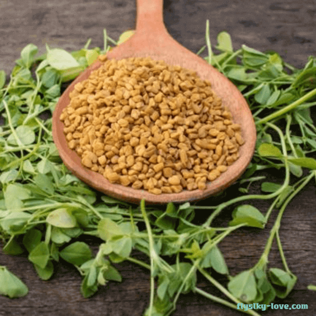 호로파, 호로파씨