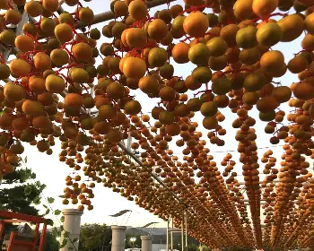 청도 반시축제_15