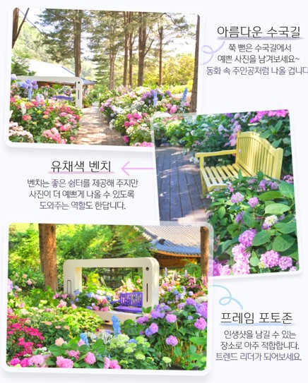 아침고요수목원 수국 포토존