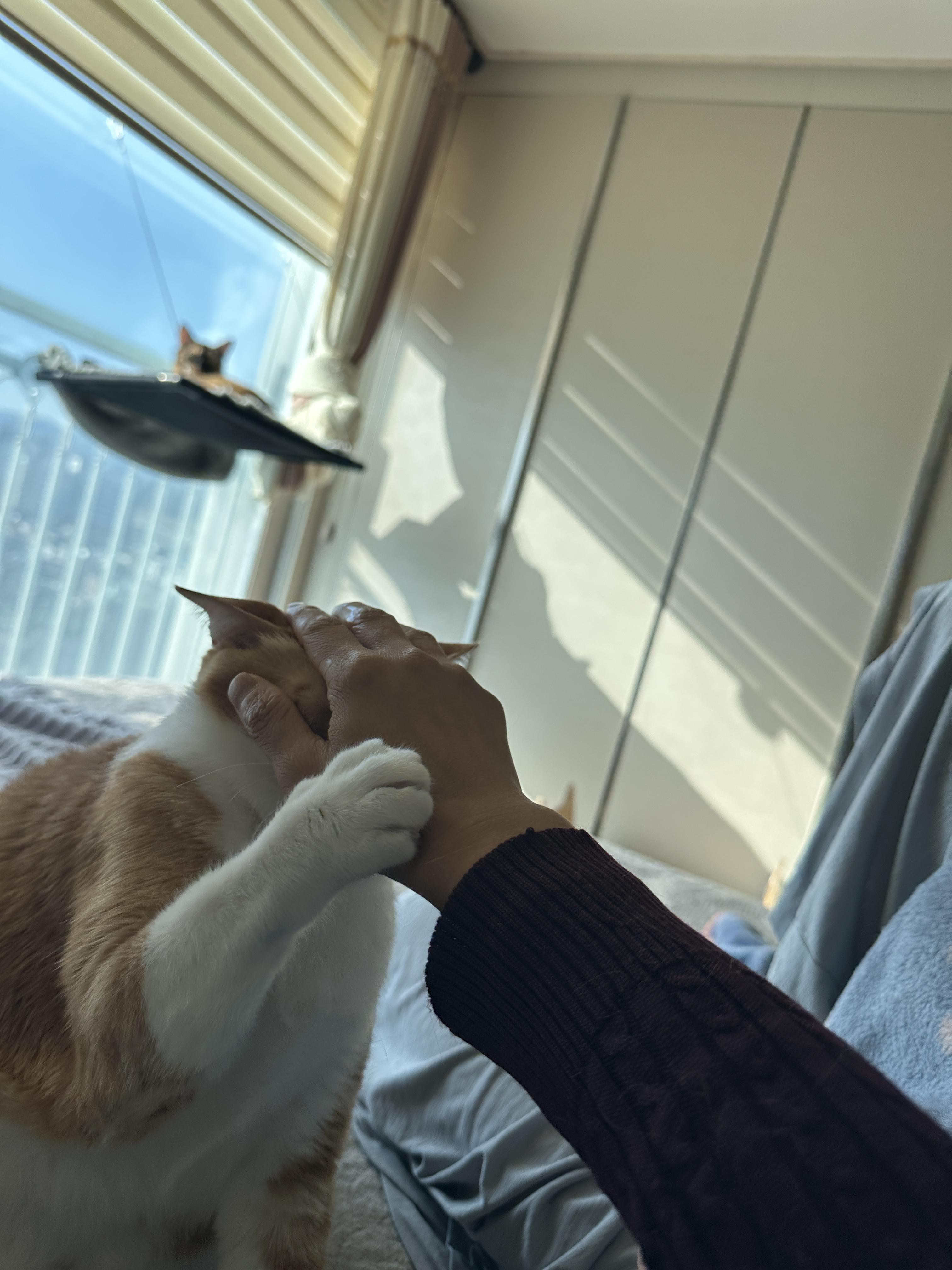 호야는 그루밍으로 애정표현을 한다.