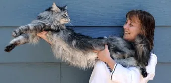 메인쿤 고양이 유전병_12