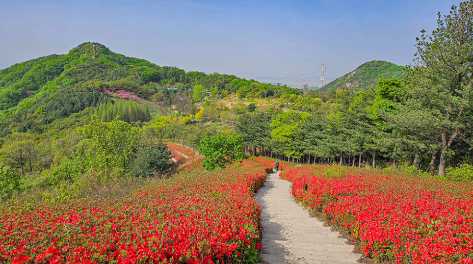 [4월 봄꽃 축제]제3회 영인산 철쭉제❘기간, 일정, 프로그램, 철쭉 개화 상황정리