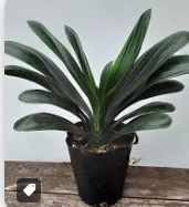 군자란 관리법 알아보기