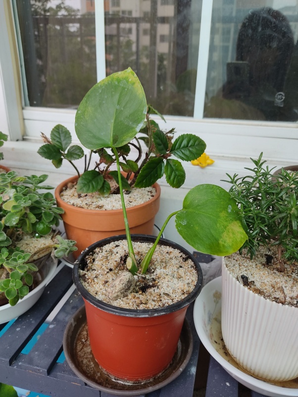 잎의 구멍도 없고 약해보이는 몬스테라 화분