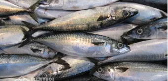 고등어 굽는 방법 비린내 잡기 레시피_22