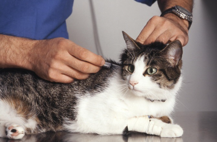 백신 접종하는 고양이.