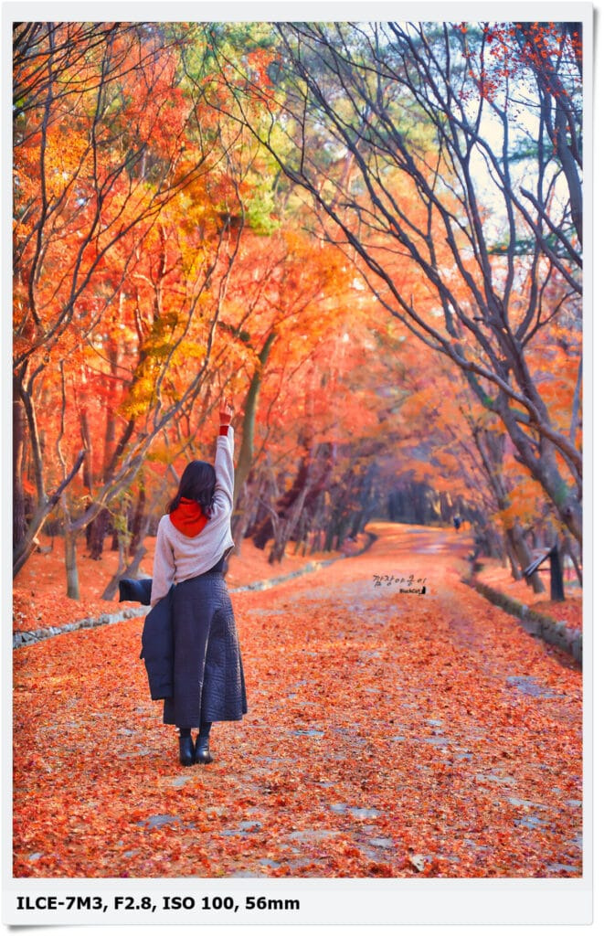 불국사 단풍길 붉은 낙엽 산책로