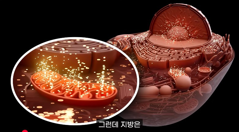 3개월에 -9kg, 적게 먹고 운동하기 아닙니다...이 스위치를 켜야 ( 홍슐린채널 영상 캡처 )
