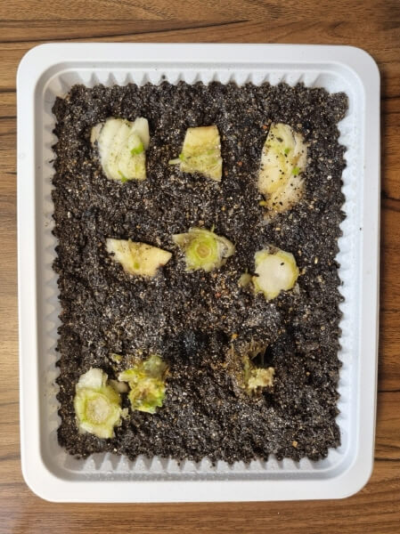 마트에서 산 배추 키우기 4일 차