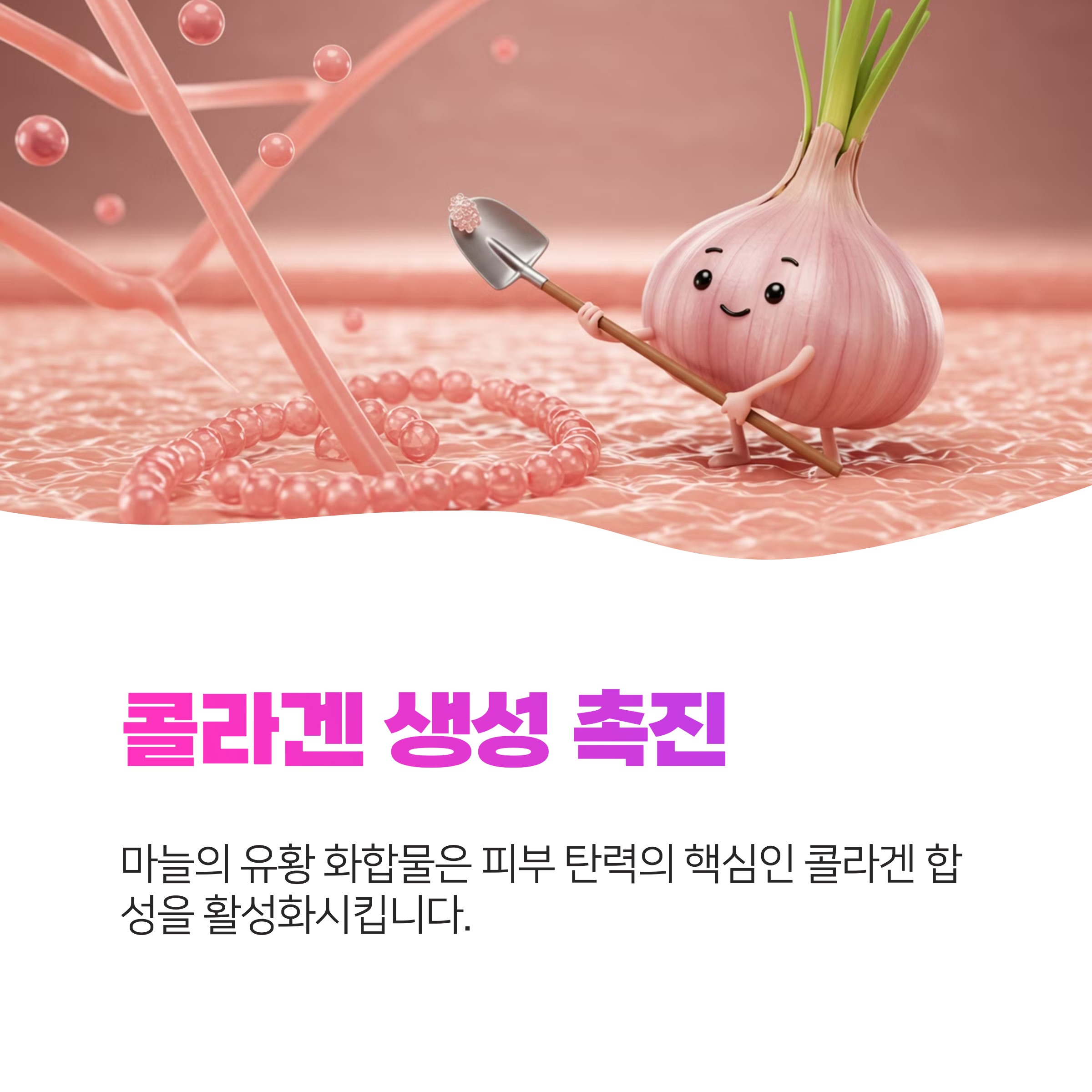 마늘의 피부 탄력 회복 효과와 섭취 방법