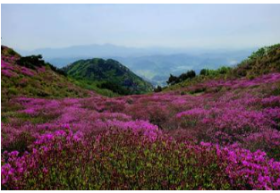 황매산 철쭉 개화상황