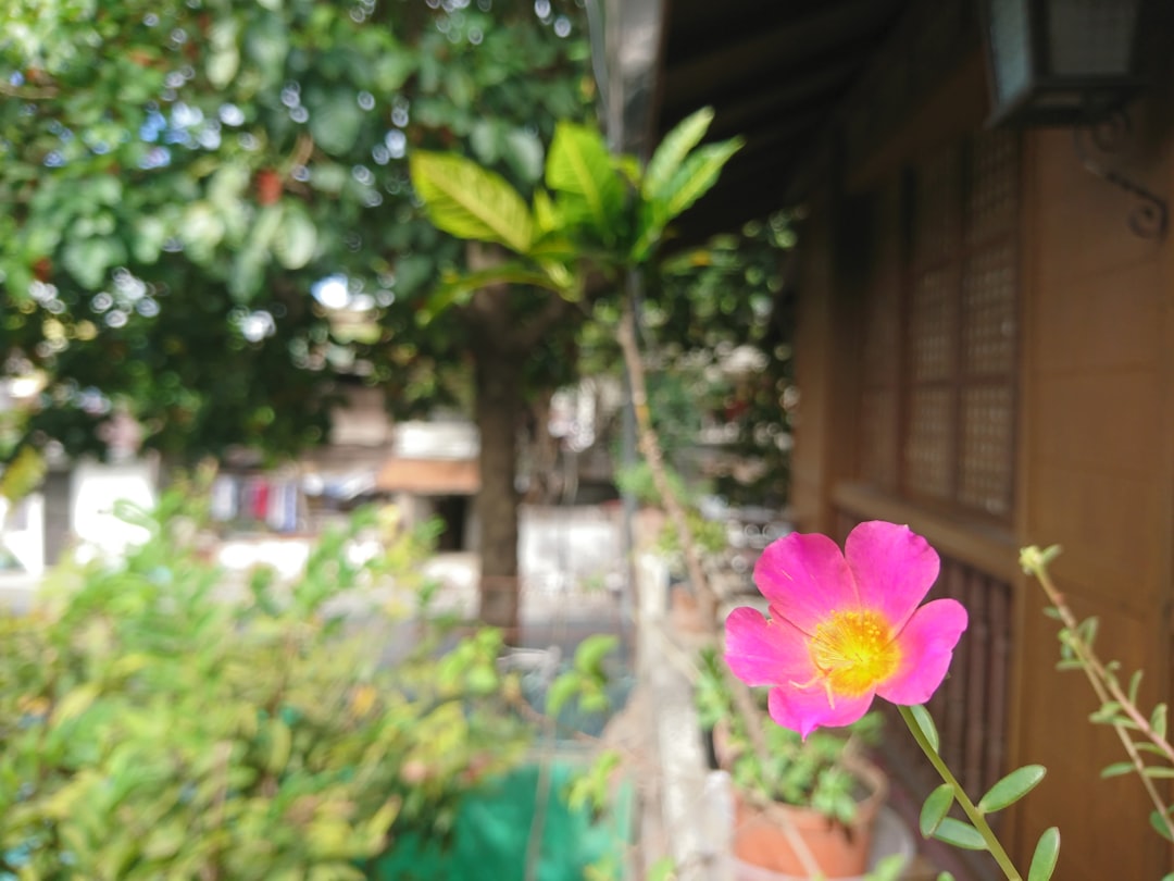 Portulaca