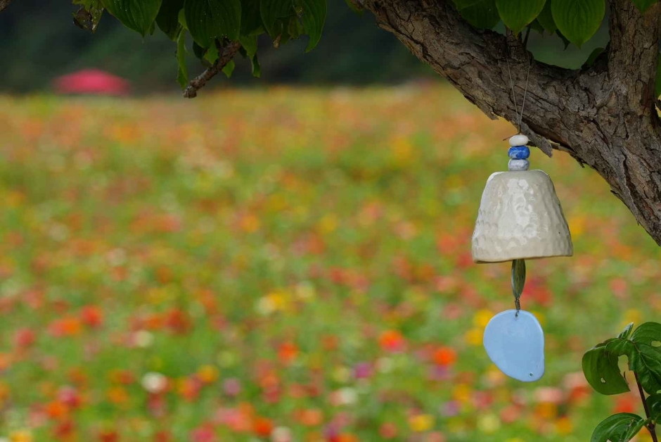 원주 용수골가을꽃축제