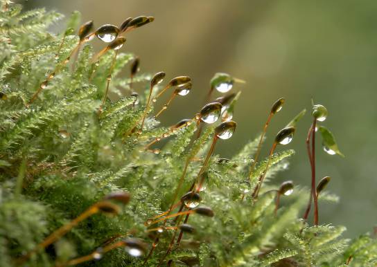 2025 장마 기간, 지역별 예상 일정