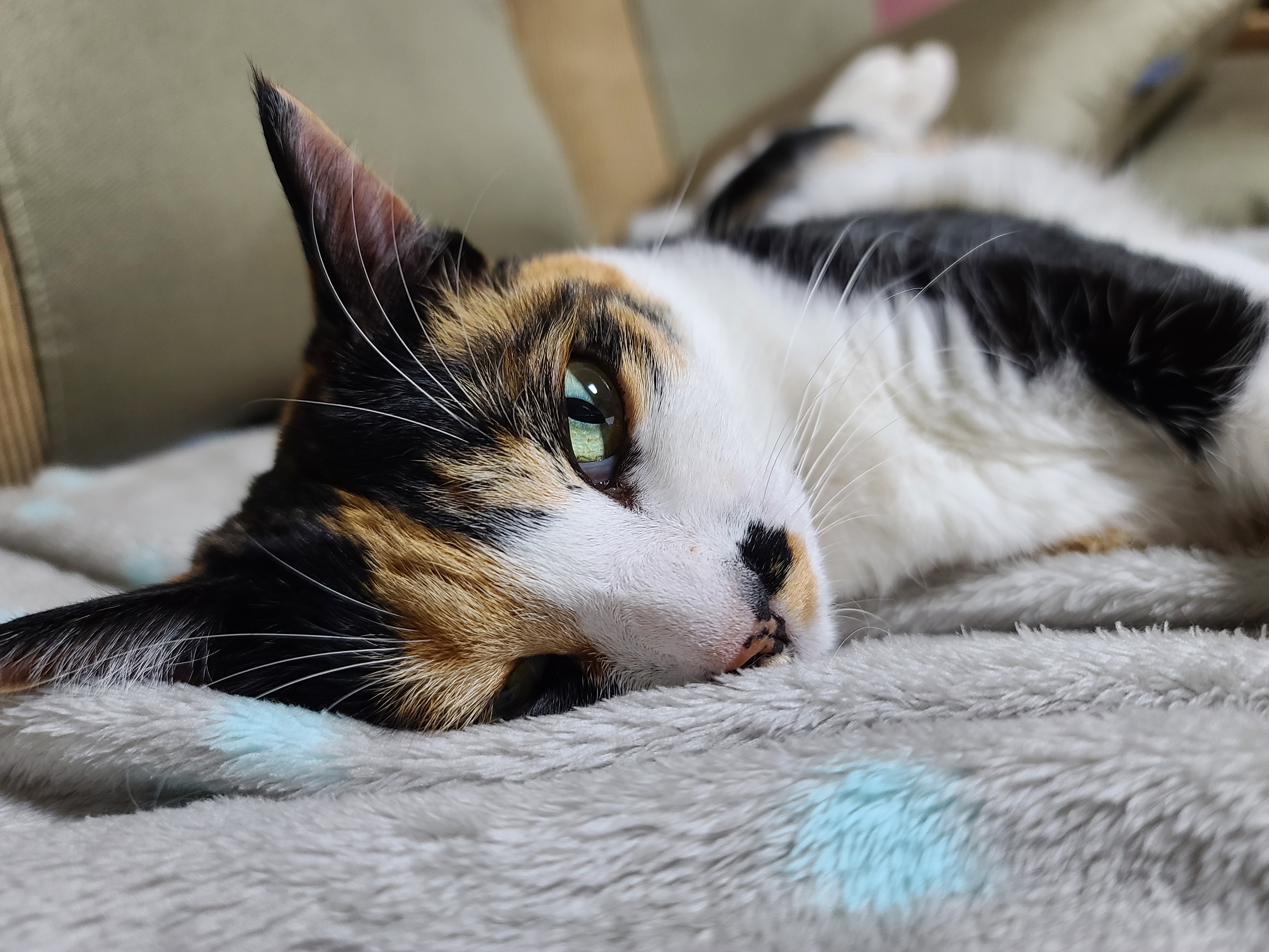 자주 볼수 없는 다다의 자는모습 도촬!(feat.고양이 지근구, 발목젤리)