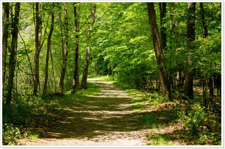 숲이 정신 건강과 면역력 체계에 미치는 영향과 알레르기 질환과의 연관성 조사