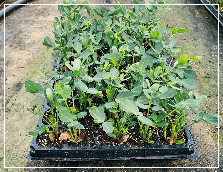 땅콩-심는-시기