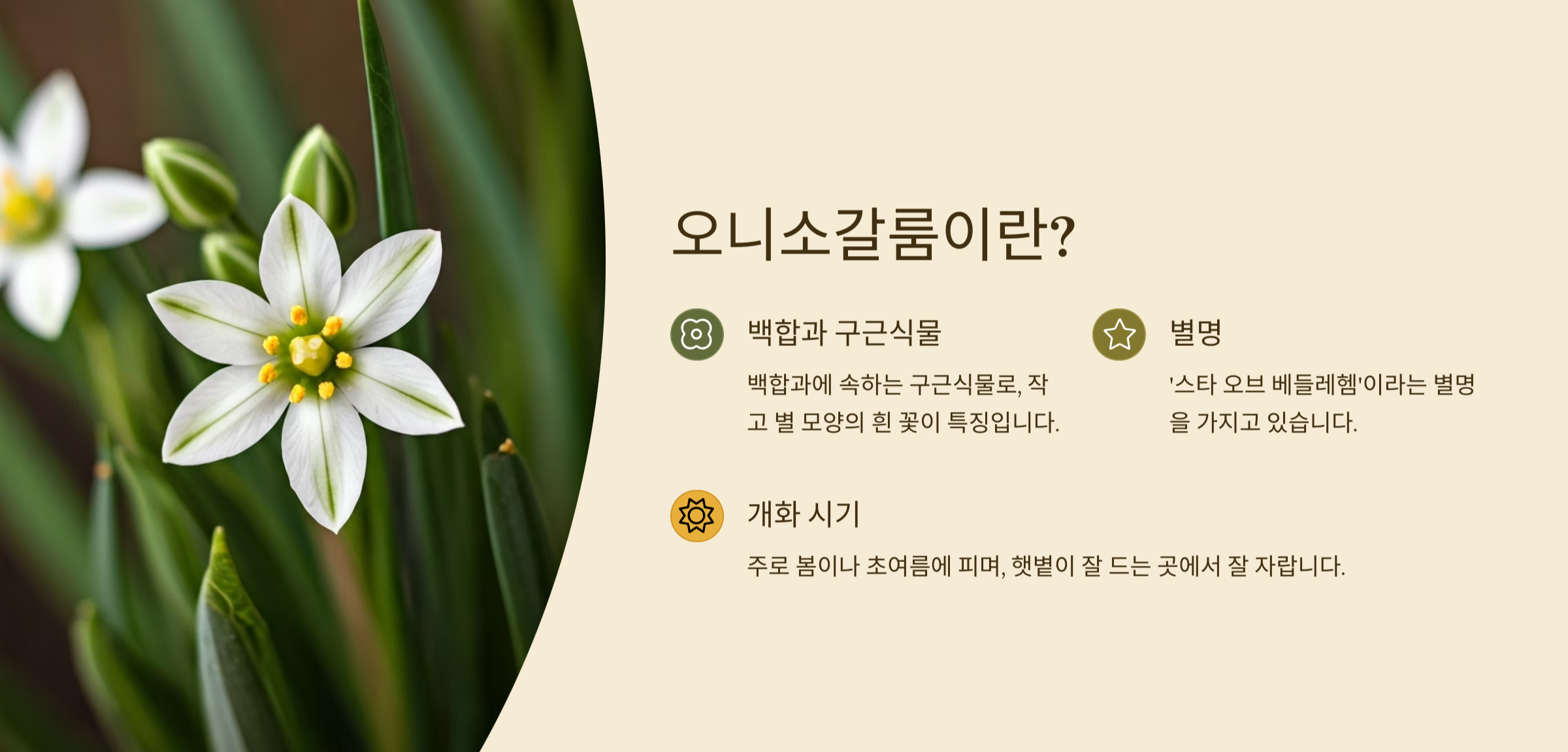 오니소갈룸