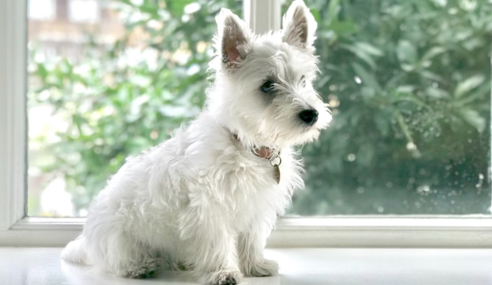 반려 동물 보험료 절약 관련 사진