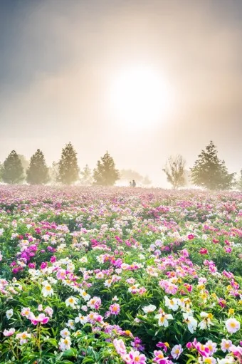 핫들생태공원 합천 산청 진달래축제_12