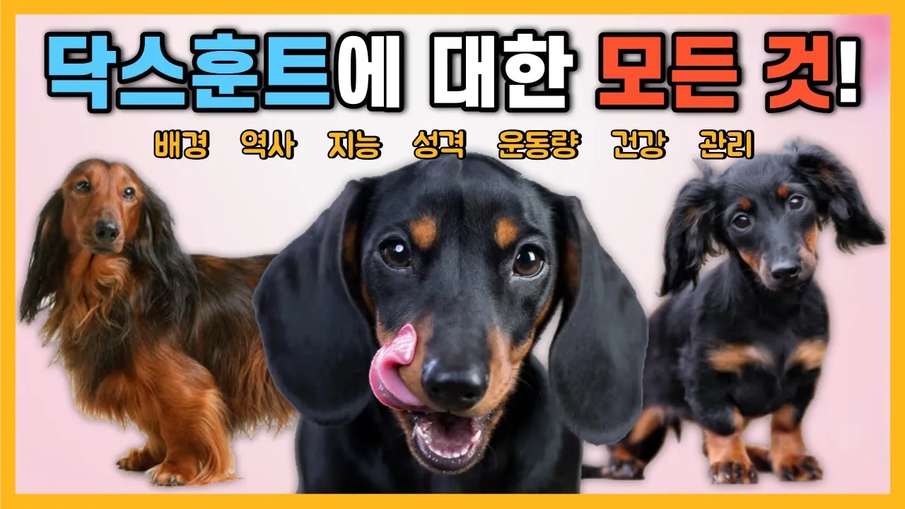 닥스훈트 순종 가격 성격 분양가격 장단점_8