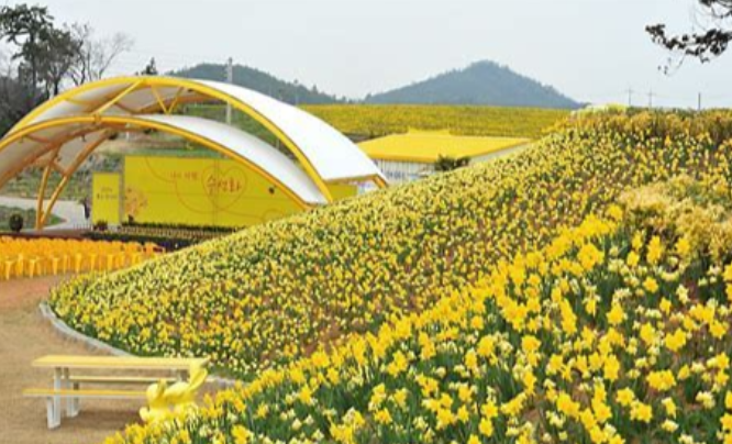 수선화 축제 및 꽃말 (+ 구근 심기 개화 시기 키우는 법)