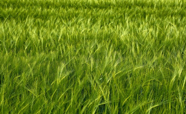 2025 양평 밀축제