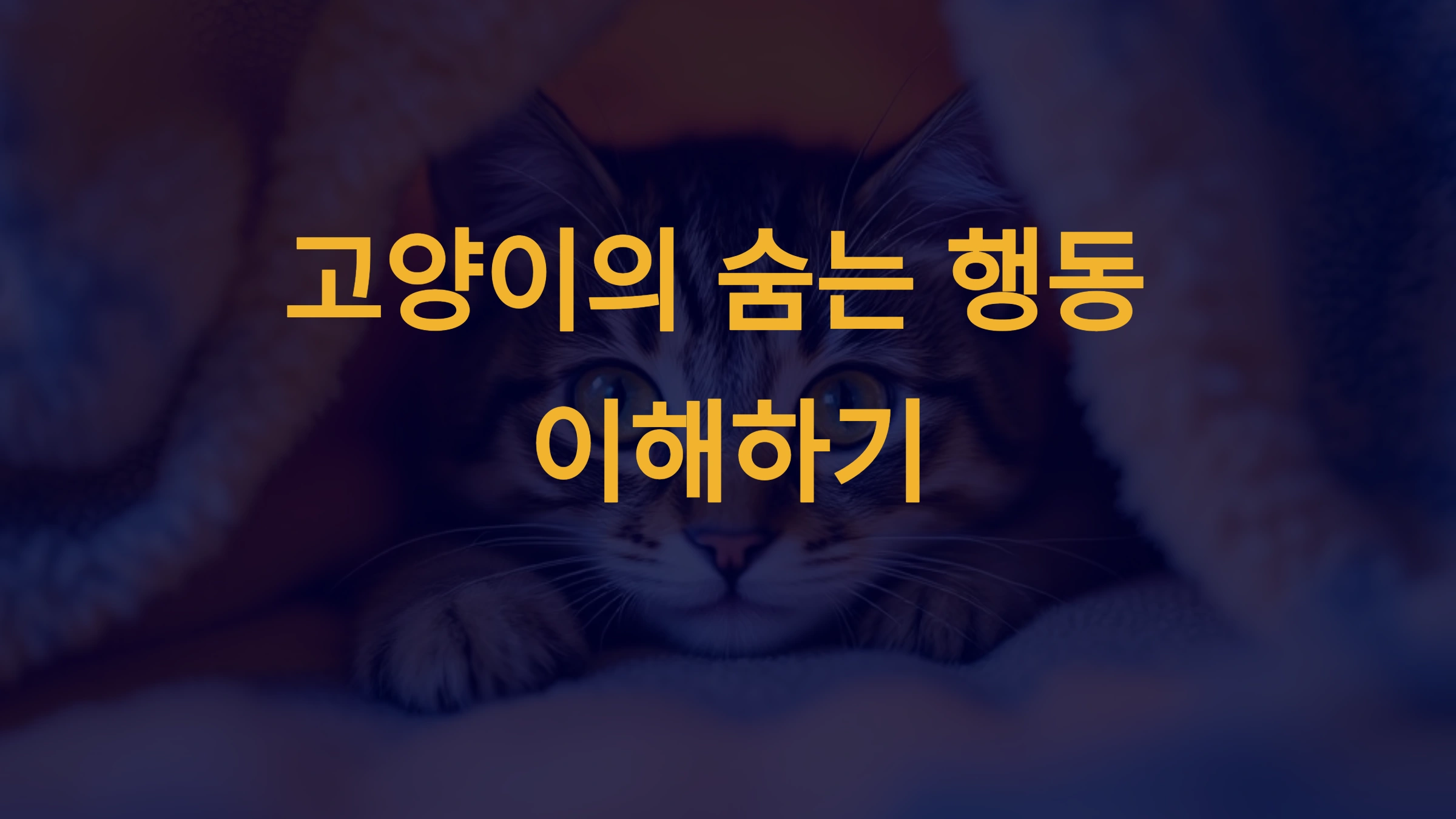 고양이가 갑자기 숨으려는 행동의 원인과 해결법