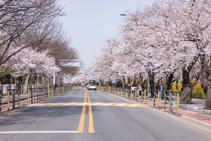 여의도 벚꽃길(출처 : 공공누리)