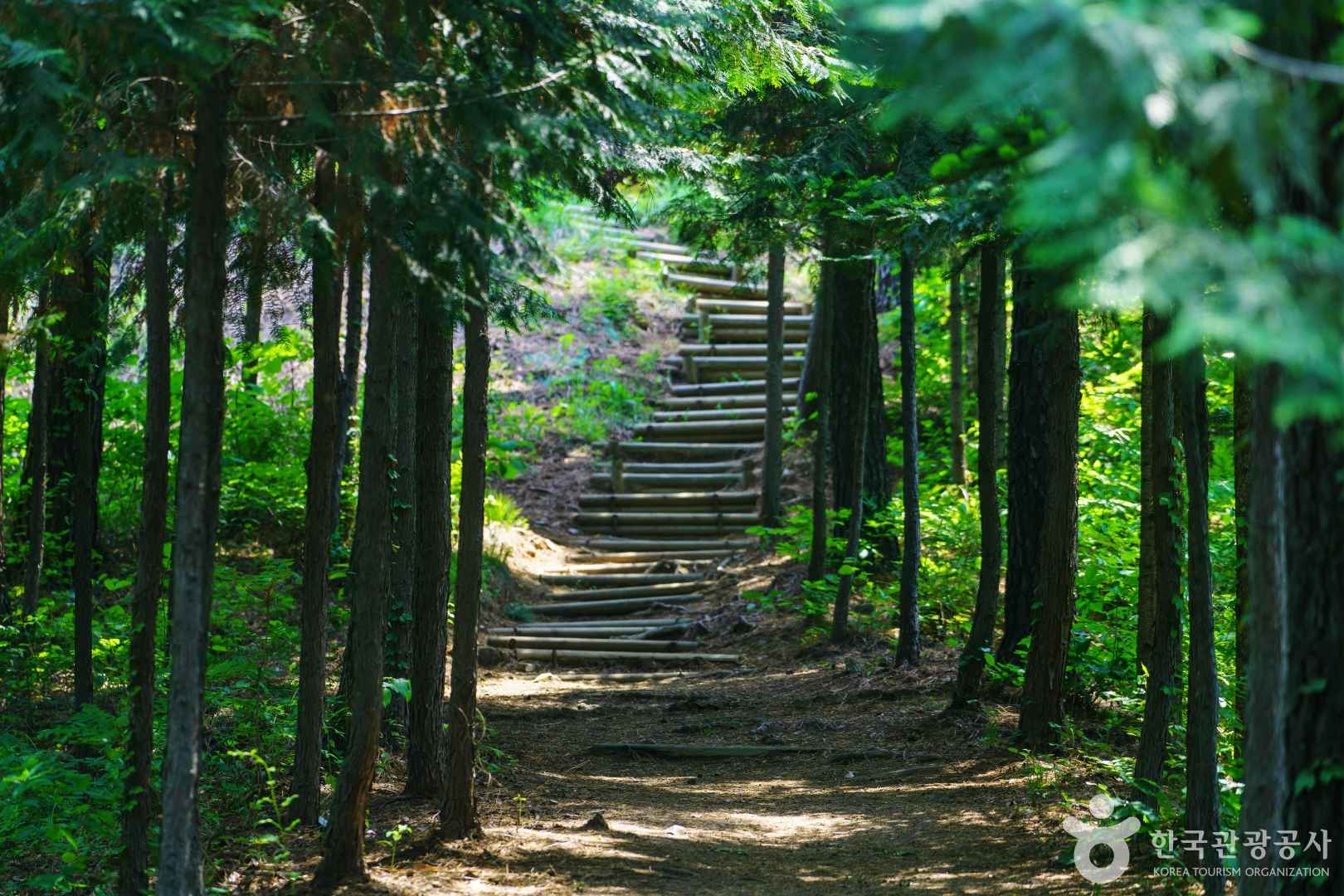 용인 자연휴양림