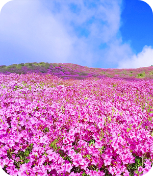 황매산 철쭉 절정 이미지 출처: 황매산 국립공원