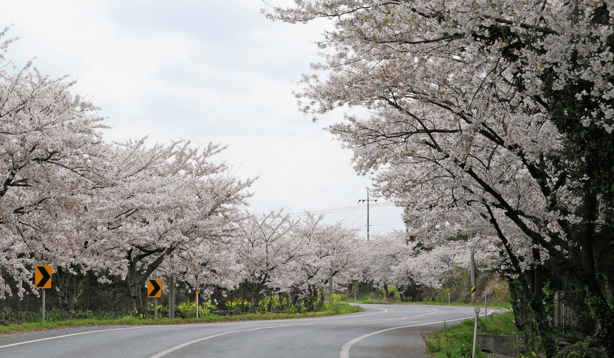 제주렌트카비교사이트_6