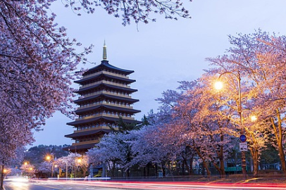 벚꽃 개화시기 2025