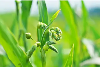 율무 효능 및 영양성분, 부작용