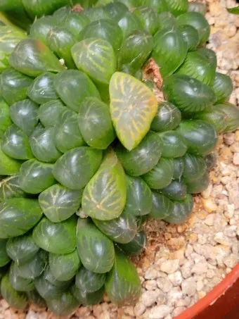 햇빛 부족 해결 식물등추천 설치위치 시간대 초보도 쉽게 적용_12