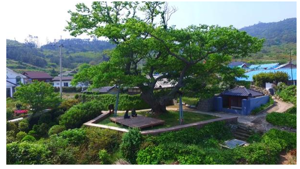 손죽도 나무 사진