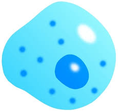 백혈구 정상수치 