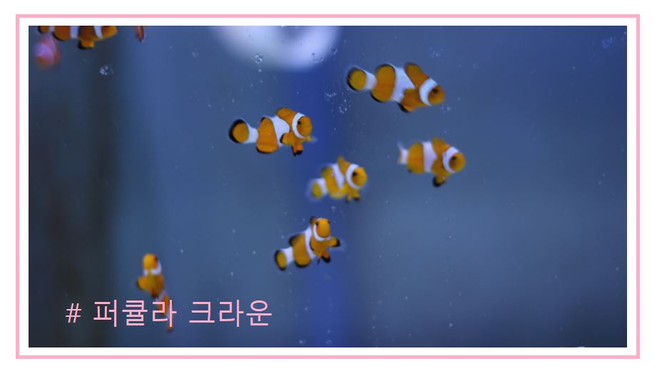 스페셜 퍼큘라크라운 분양가격과 종류