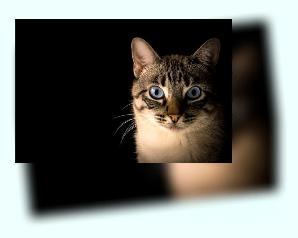 고양이 방묘창_1_subsection